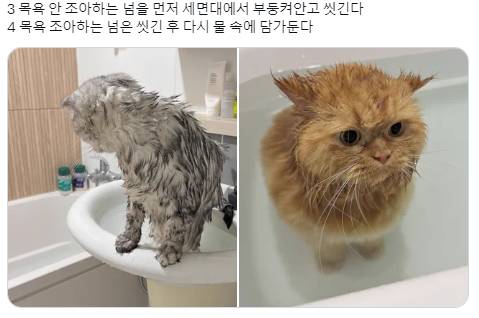 고양이 두마리 목욕시키는 법 | 인스티즈