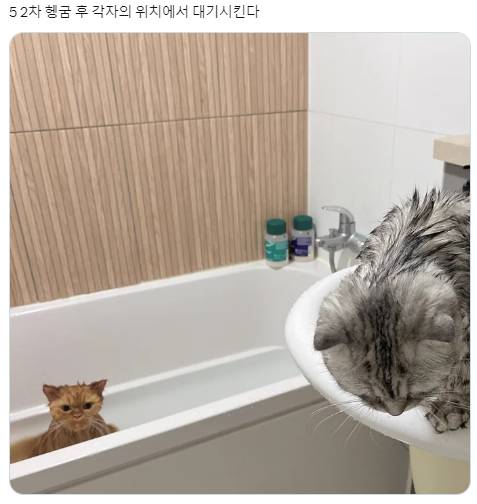 고양이 두마리 목욕시키는 법 | 인스티즈