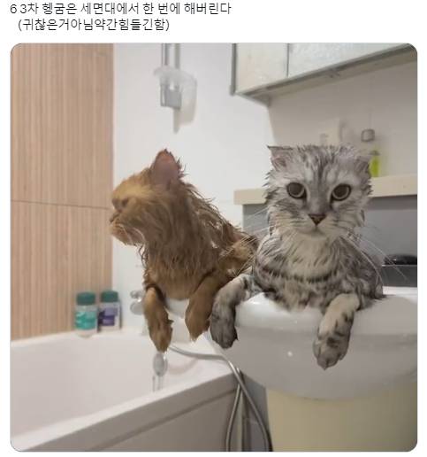 고양이 두마리 목욕시키는 법 | 인스티즈
