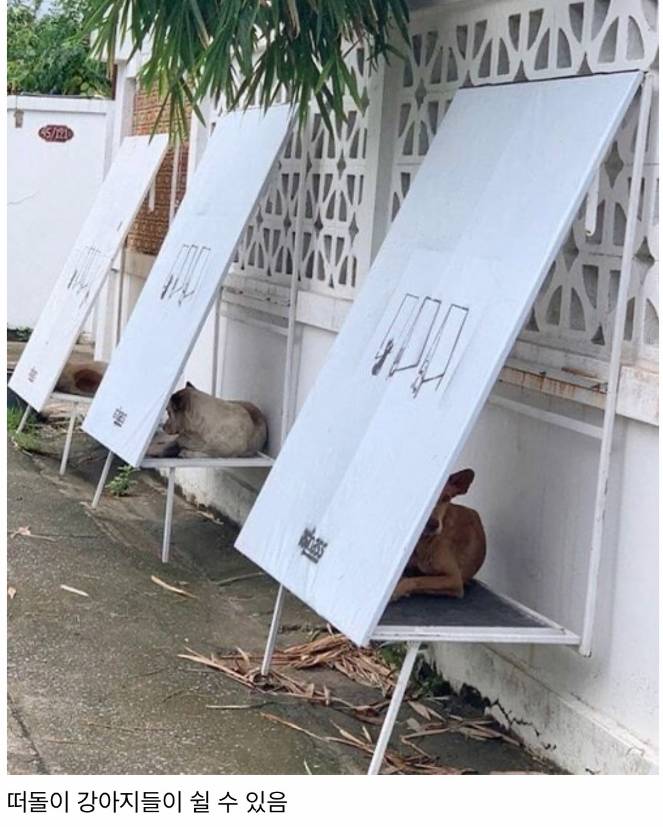 태국에 있는 떠돌이 강아지를 위한 접이식 침대. 진짜 아이디어상 줘야 되는거 아닌가? .twt | 인스티즈