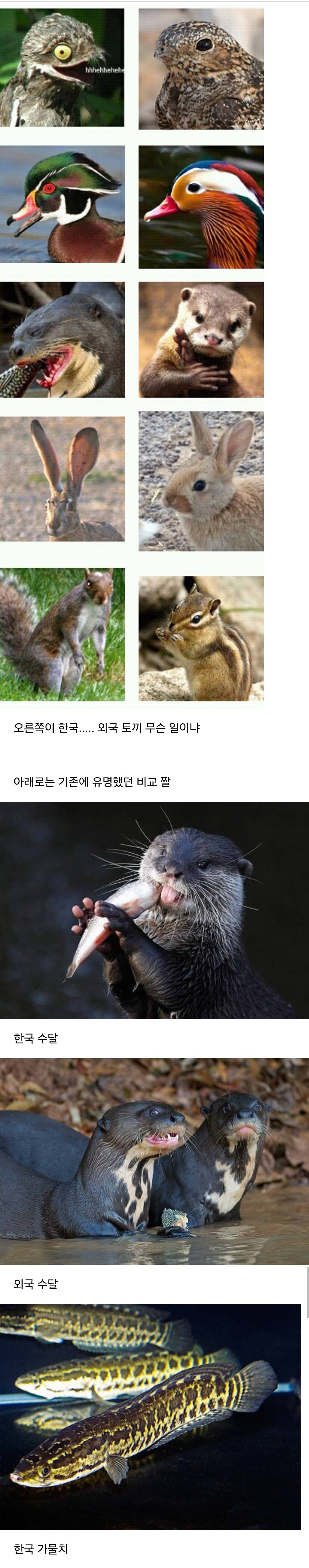 한국동물 vs 외국동물 차이 | 인스티즈