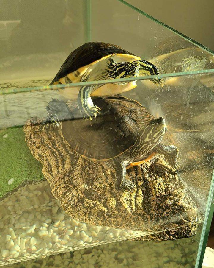 일광욕하는 거북이 모음.jpg | 인스티즈