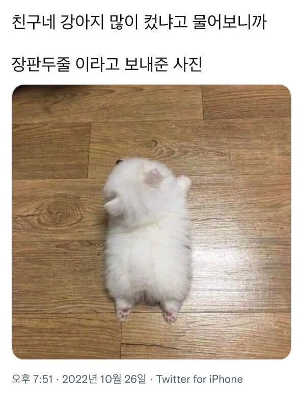 친구네 강아지 많이 컷냐고 물어보니까 | 인스티즈