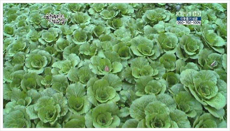 소주안주로 먹는 전라도 김치들.jpg | 인스티즈