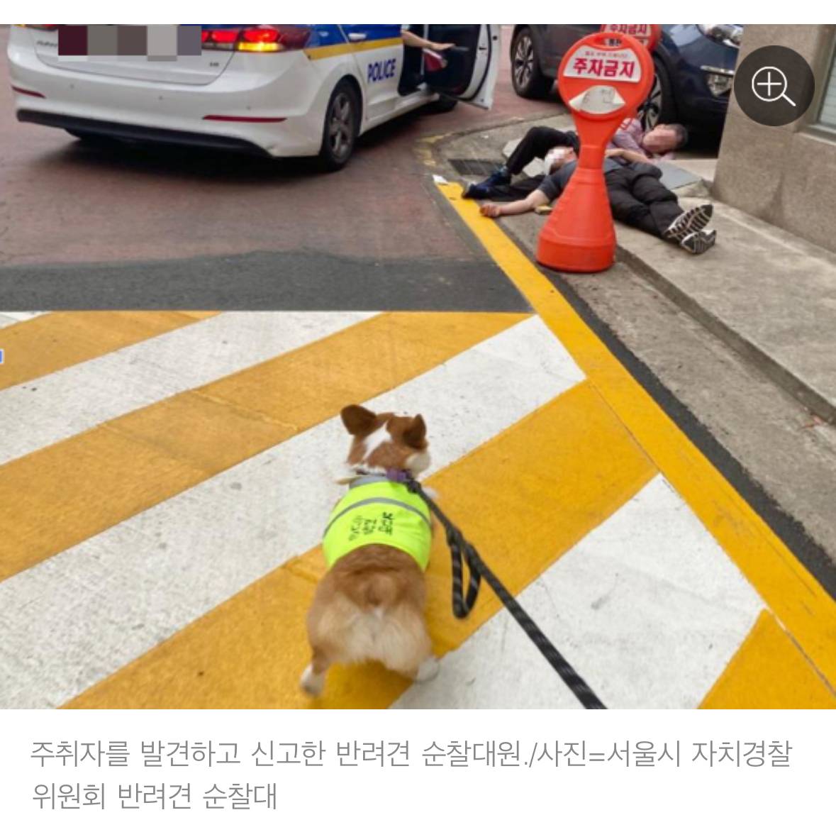 처음엔 비웃음 샀던 반려견 순찰대 한밤중 '강아지'가 잡아끈 곳에…사람이 쓰러져 있었다 | 인스티즈