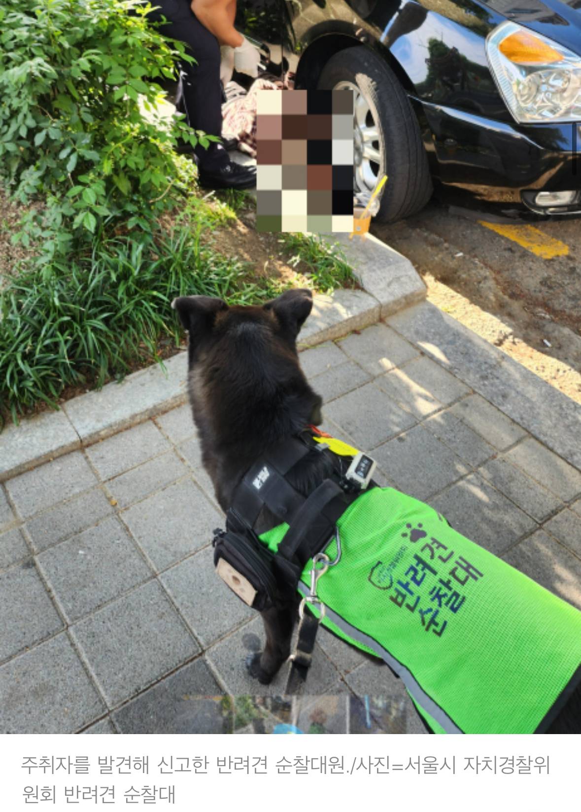 처음엔 비웃음 샀던 반려견 순찰대 한밤중 '강아지'가 잡아끈 곳에…사람이 쓰러져 있었다 | 인스티즈