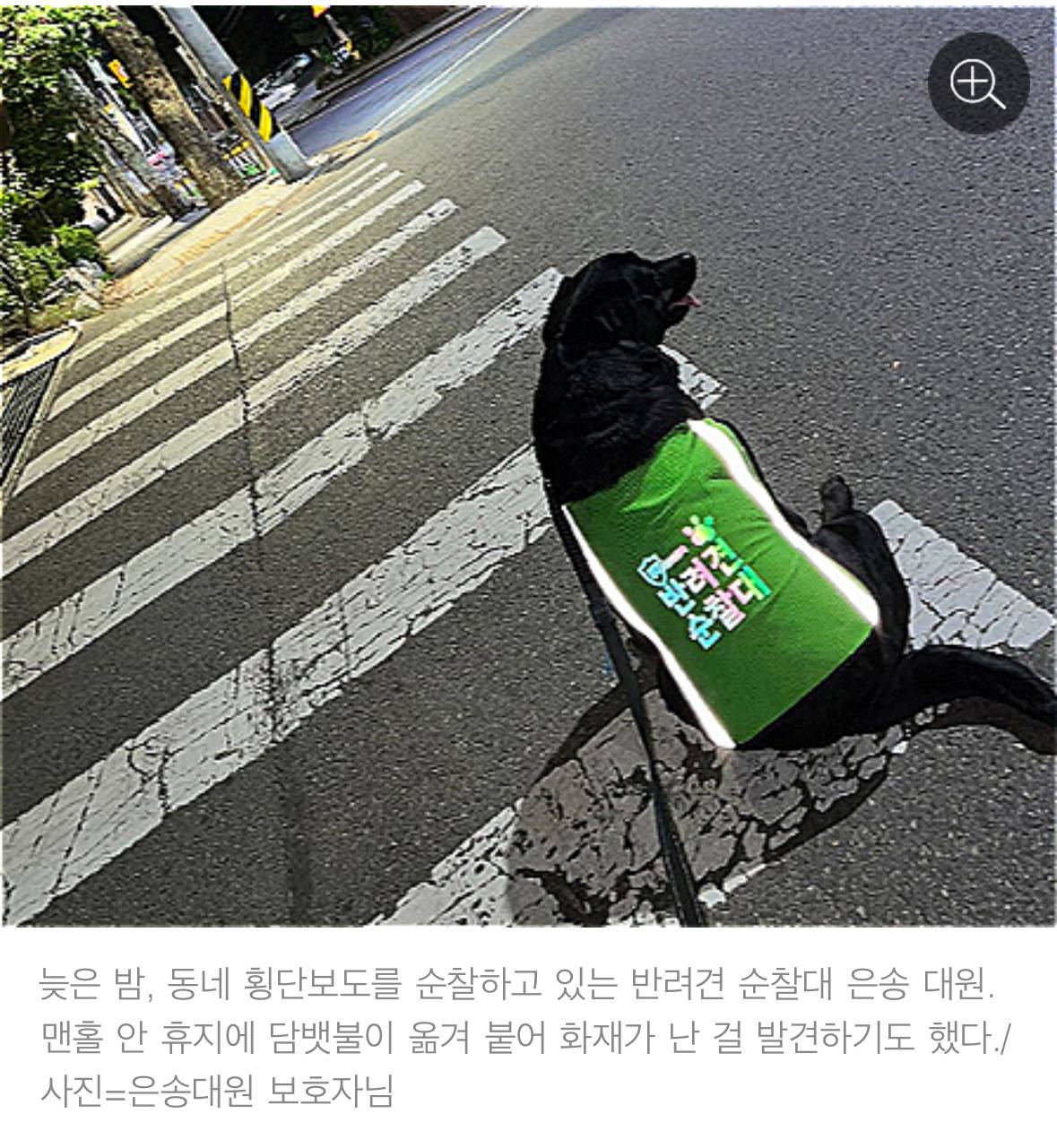 처음엔 비웃음 샀던 반려견 순찰대 한밤중 '강아지'가 잡아끈 곳에…사람이 쓰러져 있었다 | 인스티즈