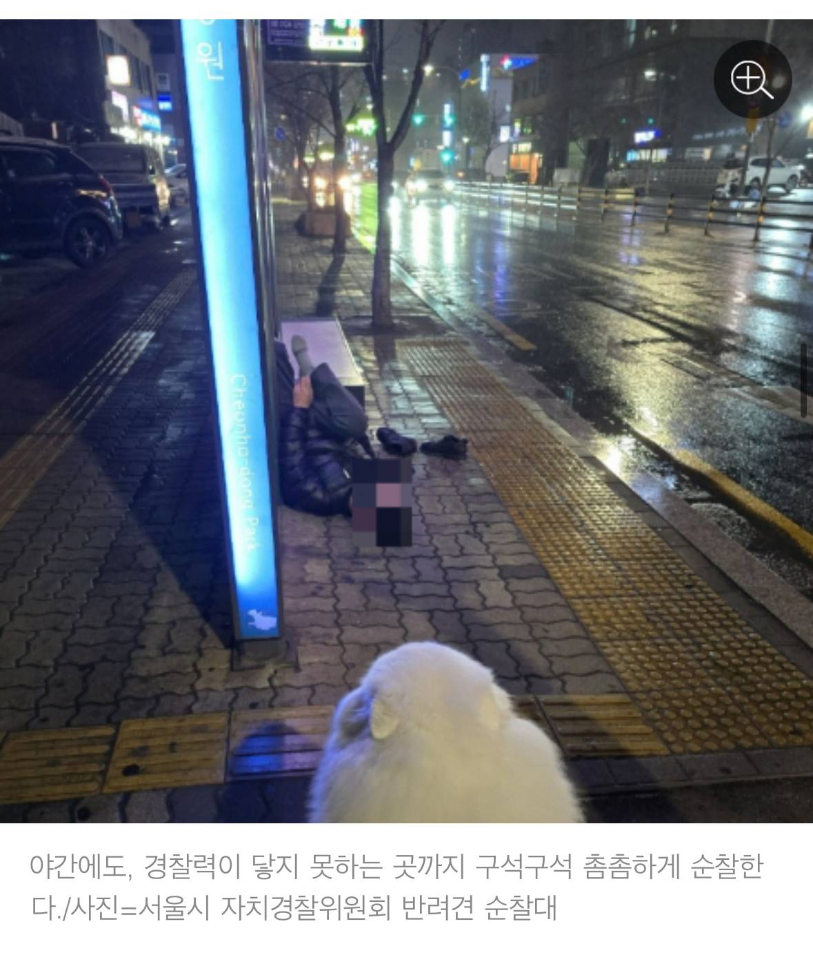 처음엔 비웃음 샀던 반려견 순찰대 한밤중 '강아지'가 잡아끈 곳에…사람이 쓰러져 있었다 | 인스티즈