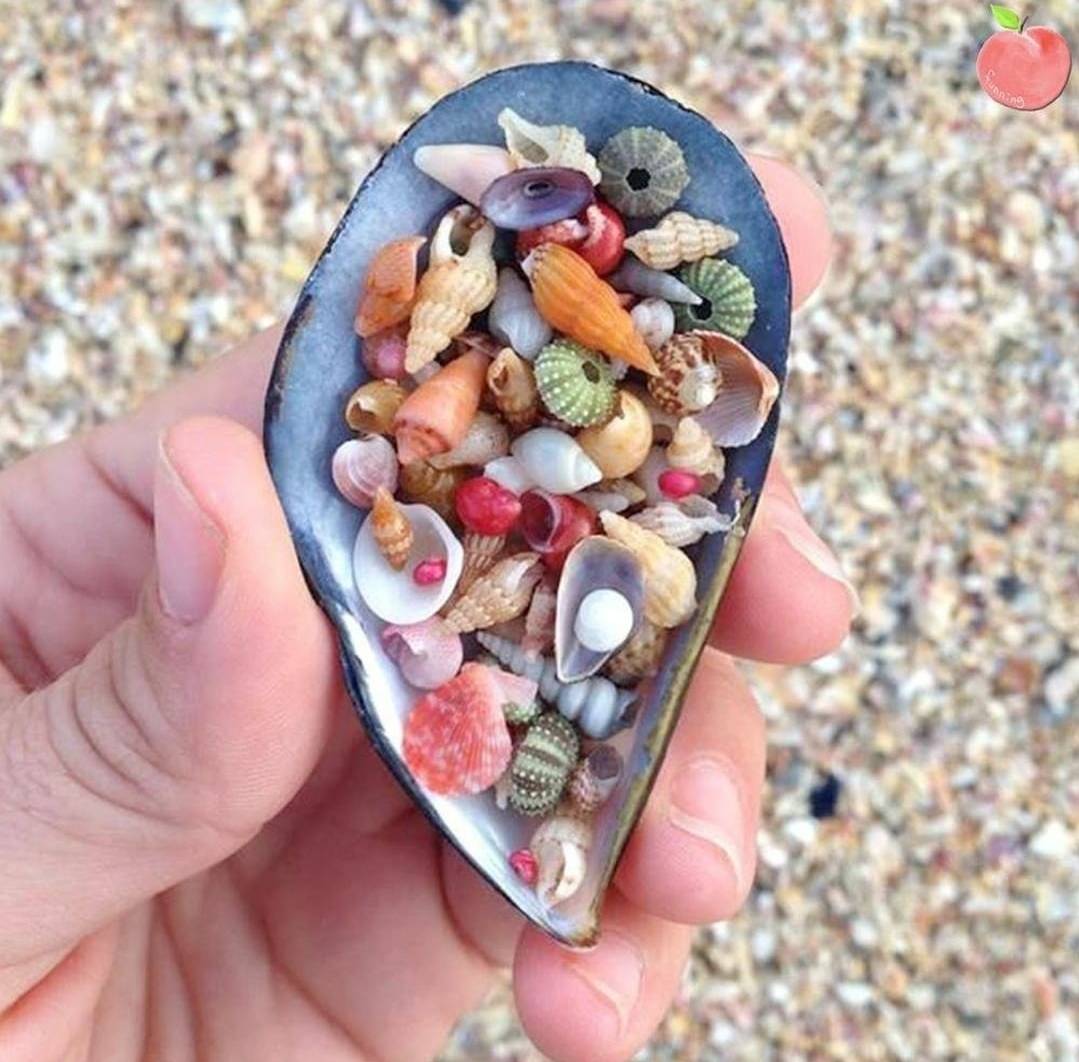 죽기 전에 꼭 가봐야 한다는 플로리다 조개해변🐚.jpg | 인스티즈