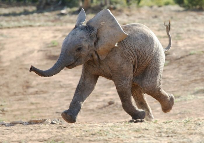 사실 아기 코끼리는 호다닥 달린다.gif | 인스티즈