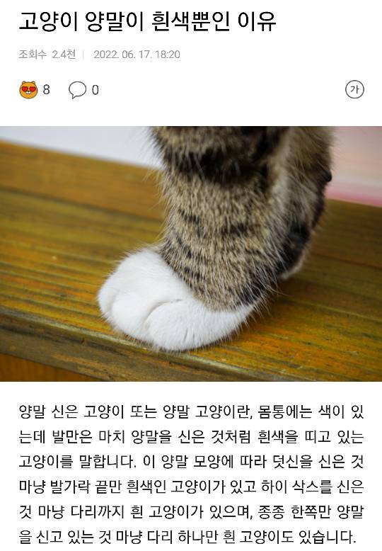 고양이 양말이 흰색뿐인 이유 | 인스티즈