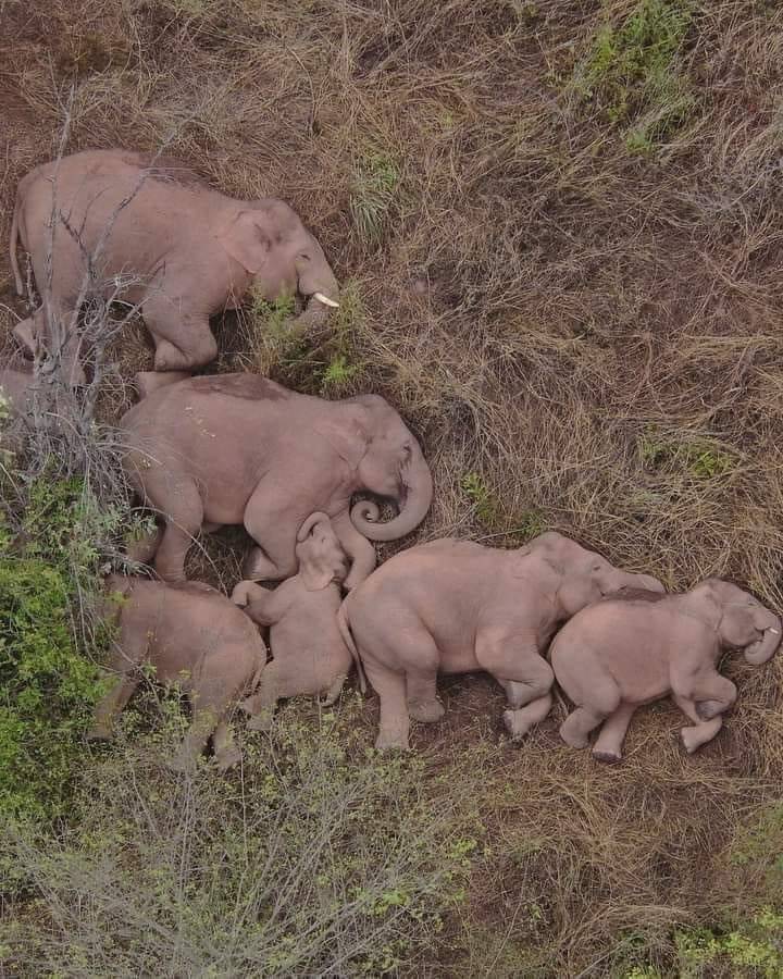 드론으로 촬영한 코끼리 가족이 자는 모습 | 인스티즈