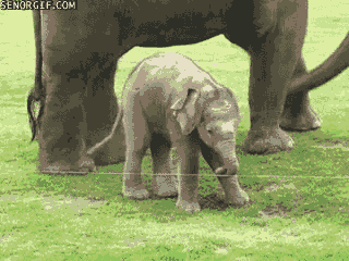사실 아기 코끼리는 호다닥 달린다.gif | 인스티즈