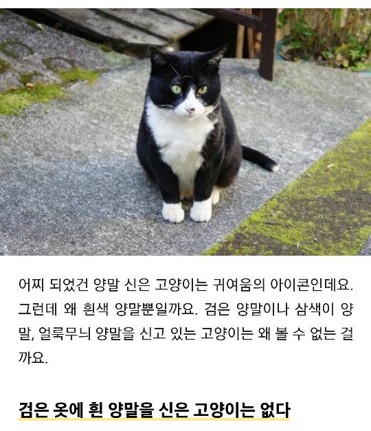 고양이 양말이 흰색뿐인 이유 | 인스티즈