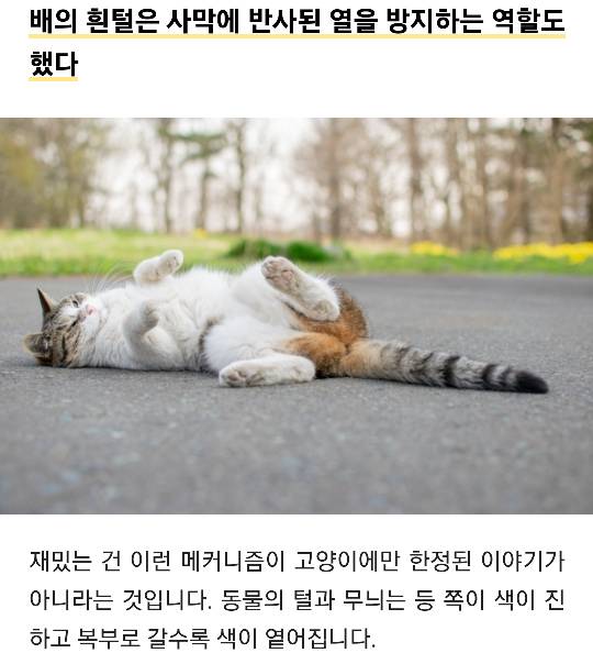 고양이 양말이 흰색뿐인 이유 | 인스티즈