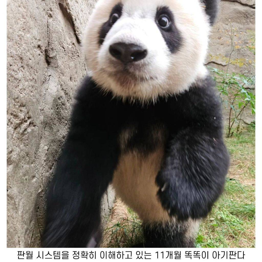 천재 계락곰 루이바오🐼.gif | 인스티즈