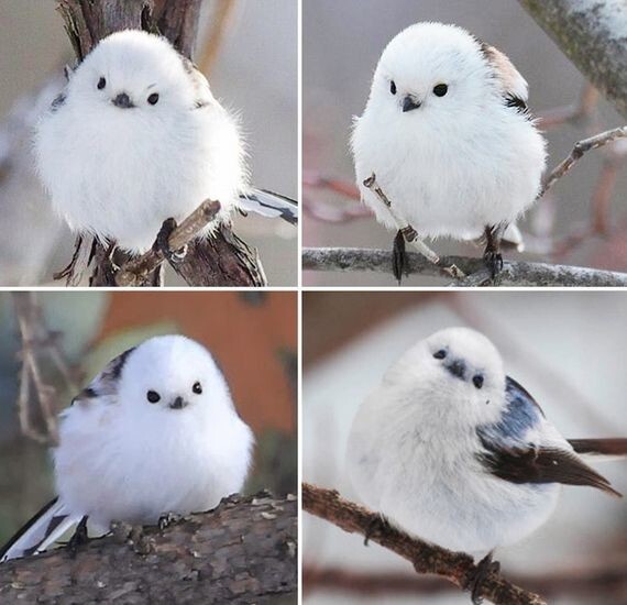 nokbeon.net-평소엔 귀엽다가 화나면 너무 무서운 새.JPG-4번 이미지