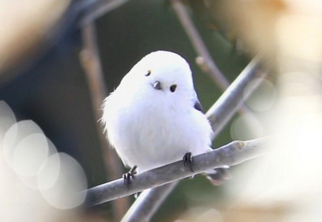 nokbeon.net-평소엔 귀엽다가 화나면 너무 무서운 새.JPG-1번 이미지