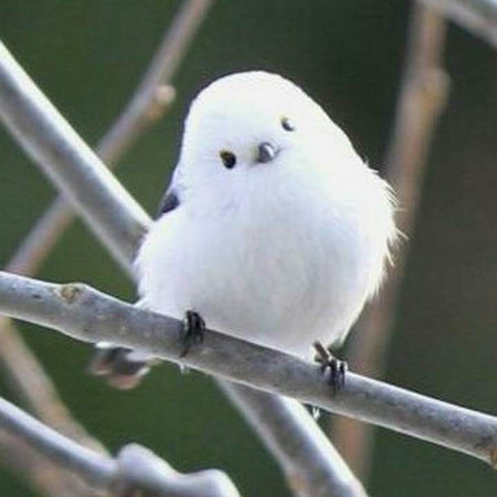 nokbeon.net-평소엔 귀엽다가 화나면 너무 무서운 새.JPG-2번 이미지