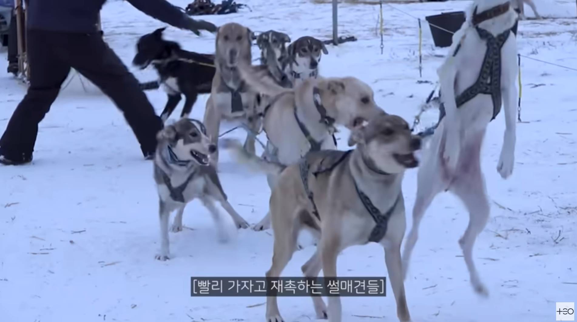 지구마블 세계여행에 나온 홋카이도 개썰매 체험.. | 인스티즈