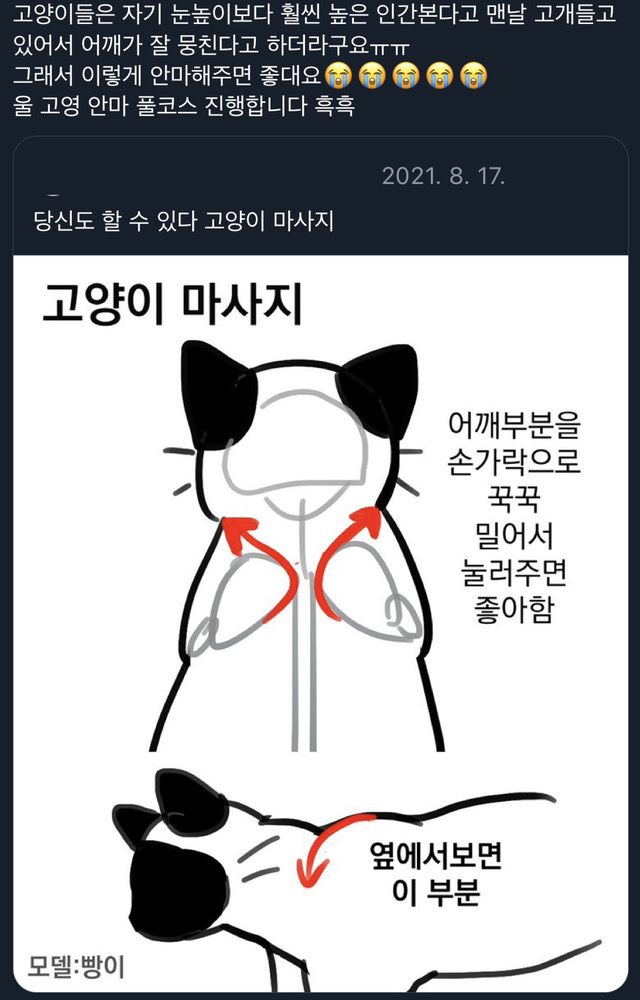 고양이가 어깨 뭉치는 이유..🥹 | 인스티즈