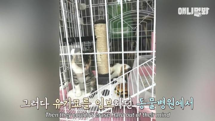 깜짝.....걸레질을 하는 고양이가 있다....?.....JPGIF | 인스티즈