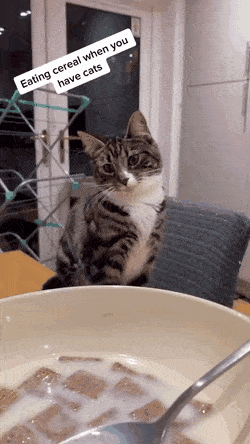 시리얼 먹는데 고양이 반응 | 인스티즈