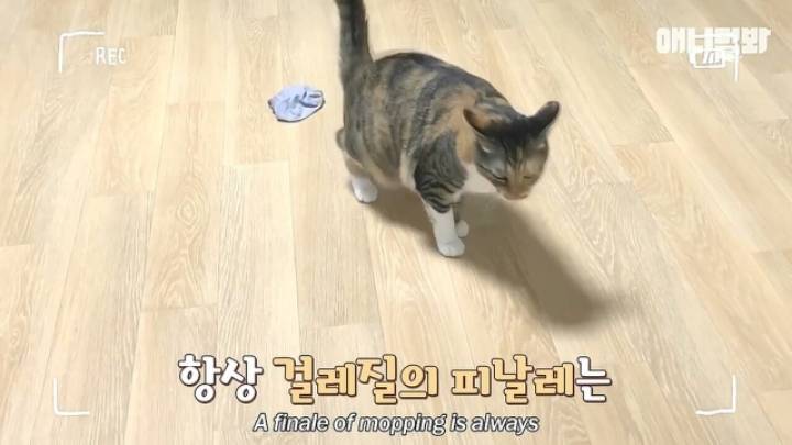 깜짝.....걸레질을 하는 고양이가 있다....?.....JPGIF | 인스티즈