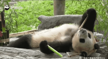 오늘 드디어 출소한 푸바오🐼.gif | 인스티즈