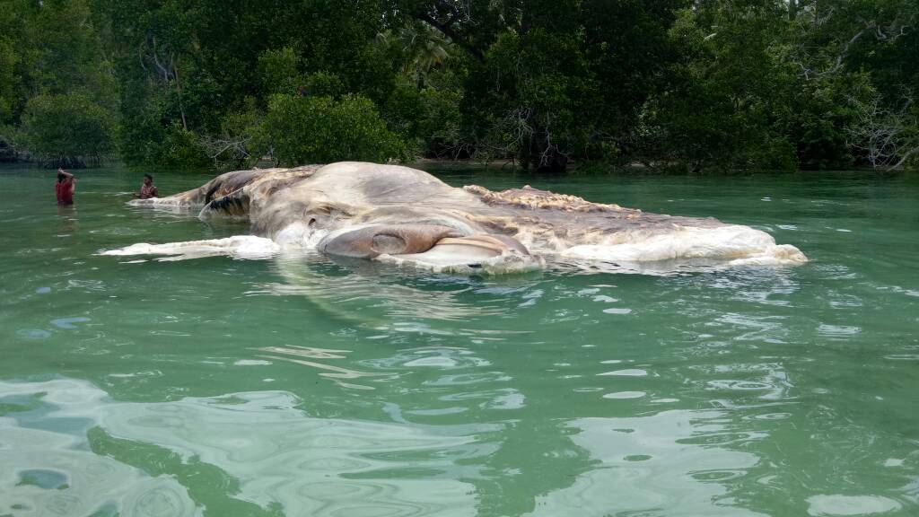 인도네시아에서 발견된 대왕 오징어 사체(혐) | 인스티즈