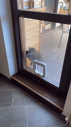 문 열어달라고 난리치는 고양이 | 인스티즈