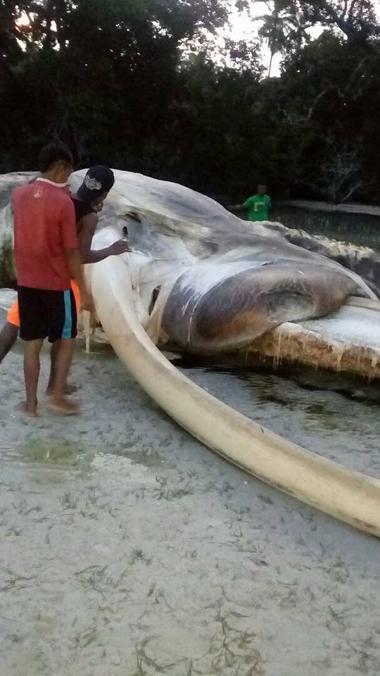 인도네시아에서 발견된 대왕 오징어 사체(혐) | 인스티즈