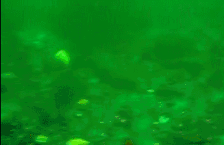 가리비 수영하는 모습.....gif | 인스티즈