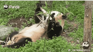 오늘 드디어 출소한 푸바오🐼.gif | 인스티즈