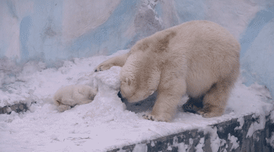 자꾸만 신경쓰이는 아기 북극곰.gif항우울제를 복용해야 했던 북극곰.gif | 인스티즈