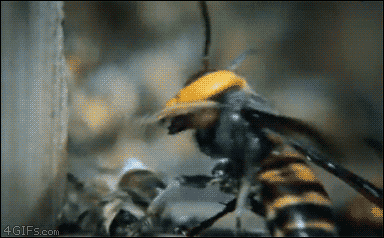 장수말벌에게 당한 동료의 사체를 수습하는 꿀벌들 | 인스티즈