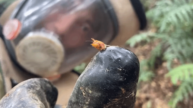 쾌감 쩌는 장수말벌 박멸 과정.gif | 인스티즈