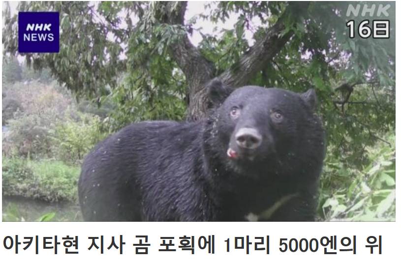 일본 곰 포획 현상금 | 인스티즈