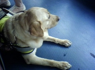 개의 일생 | 인스티즈