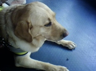 개의 일생 | 인스티즈