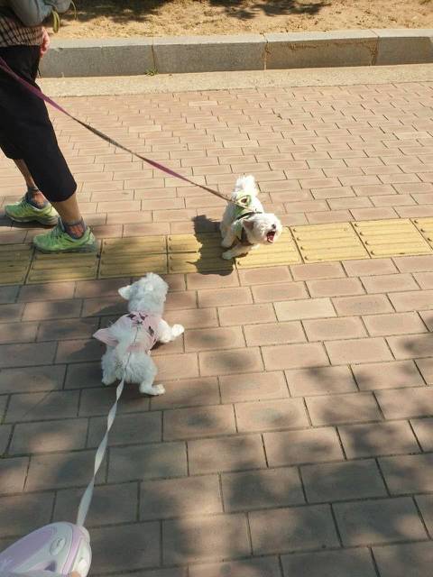 프랑스인 와이프가 이해못하겠는 한국 문화우리 강아지 산책하다가 싸움났는데 솔직히 누가 이긴거같아?....jpg | 인스티즈