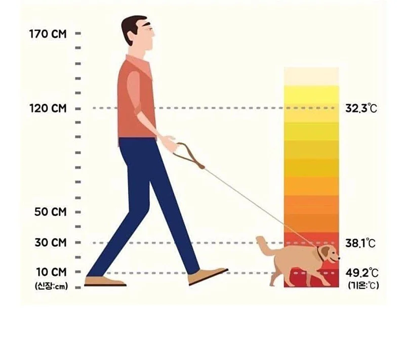 폭염에 반려견 산책이 위험한 이유 | 인스티즈