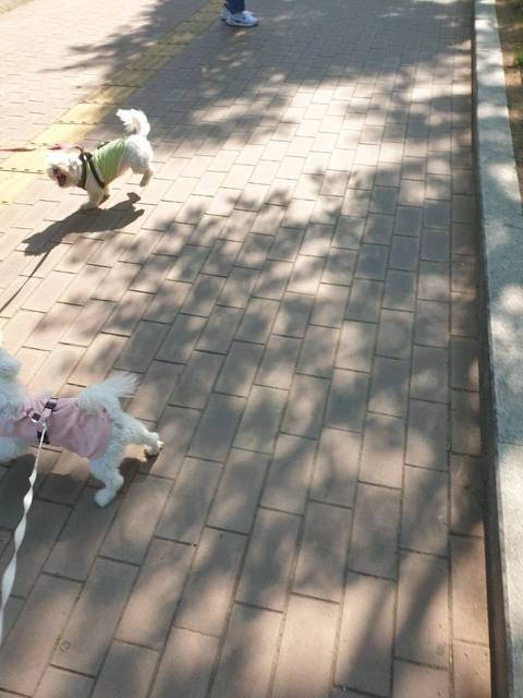 프랑스인 와이프가 이해못하겠는 한국 문화우리 강아지 산책하다가 싸움났는데 솔직히 누가 이긴거같아?....jpg | 인스티즈