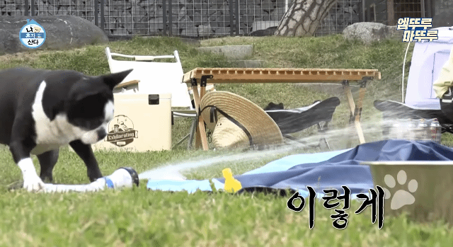 [나혼자산다] 물을 너무좋아하는 박세리 강아지 | 인스티즈