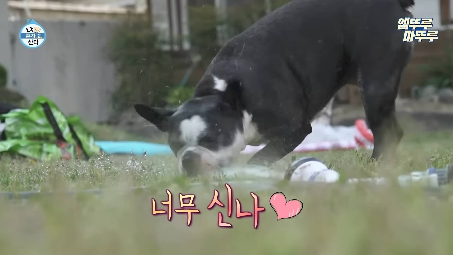 [나혼자산다] 물을 너무좋아하는 박세리 강아지 | 인스티즈