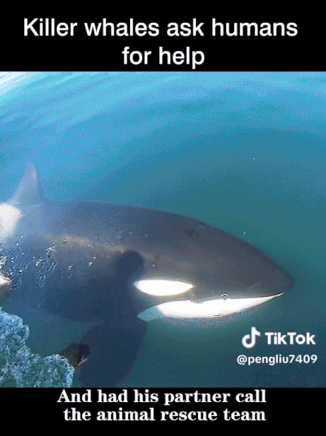 인간에게 도움을 요청한 범고래 | 인스티즈