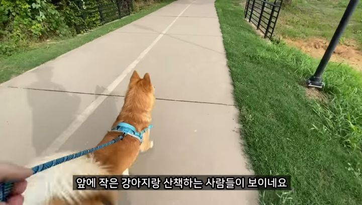 미국에서 강아지 산책 시키다 어느 한국인이 욕 먹은 이유 | 인스티즈