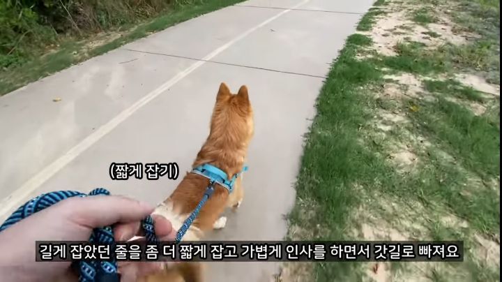 미국에서 강아지 산책 시키다 어느 한국인이 욕 먹은 이유 | 인스티즈