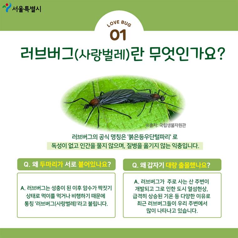 실시간 서울에 어김없이 나타난 벌레.........jpg | 인스티즈