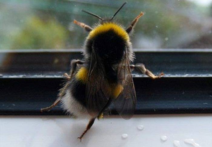 🐝 꿀 모으는 꿀벌 (벌 사진 주의) | 인스티즈